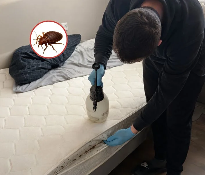 Technicien traitant un matelas contre les punaises de lit à Hodent